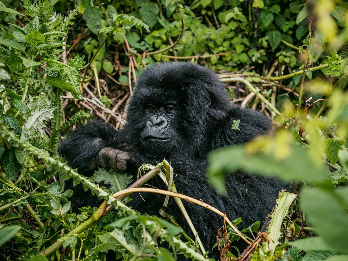 Mountain gorilla resting in dense forest